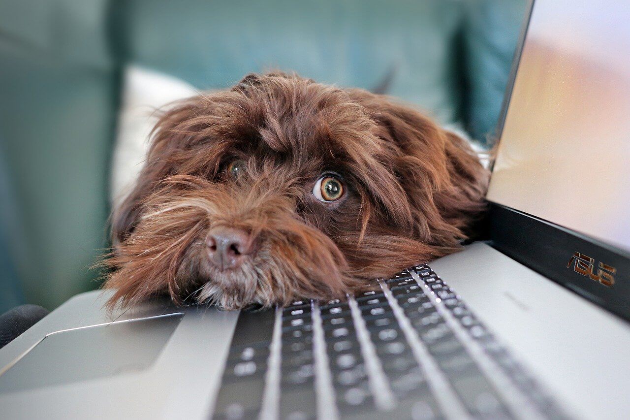 Behavior Modification: What we can learn from our dogs