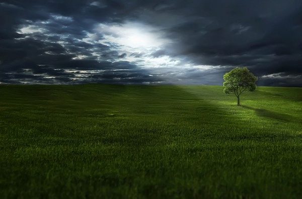 Plant a Tree to Grow Empowerment and Accountability