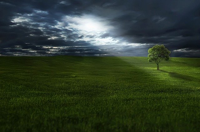 Plant a Tree to Grow Empowerment & Accountability
