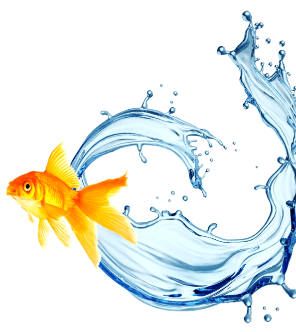 meta goldfish